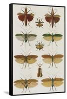 Insects, Seba's Thesaurus, 1734-Science Source-Framed Stretched Canvas