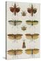 Insects, Seba's Thesaurus, 1734-Science Source-Stretched Canvas