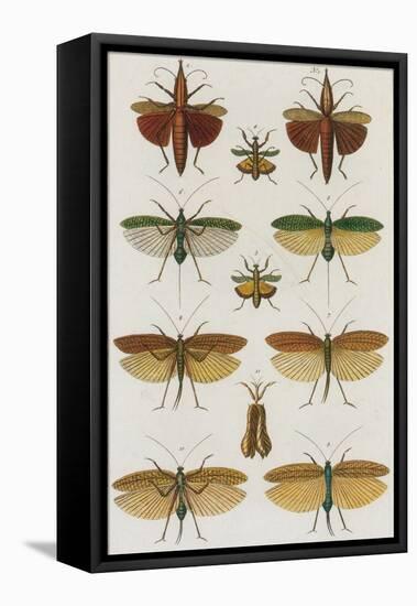 Insects, Seba's Thesaurus, 1734-Science Source-Framed Stretched Canvas