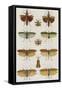 Insects, Seba's Thesaurus, 1734-Science Source-Framed Stretched Canvas