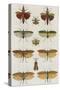 Insects, Seba's Thesaurus, 1734-Science Source-Stretched Canvas