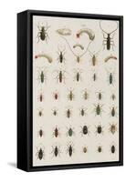 Insects, Seba's Thesaurus, 1734-Science Source-Framed Stretched Canvas