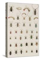 Insects, Seba's Thesaurus, 1734-Science Source-Stretched Canvas