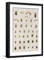 Insects, Seba's Thesaurus, 1734-Science Source-Framed Giclee Print