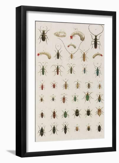 Insects, Seba's Thesaurus, 1734-Science Source-Framed Giclee Print