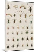 Insects, Seba's Thesaurus, 1734-Science Source-Mounted Giclee Print