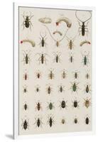 Insects, Seba's Thesaurus, 1734-Science Source-Framed Giclee Print