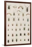 Insects, Seba's Thesaurus, 1734-Science Source-Framed Giclee Print