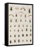 Insects, Seba's Thesaurus, 1734-Science Source-Framed Stretched Canvas