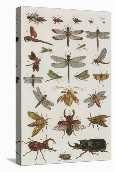 Insects, Seba's Thesaurus, 1734-Science Source-Stretched Canvas