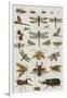 Insects, Seba's Thesaurus, 1734-Science Source-Framed Giclee Print