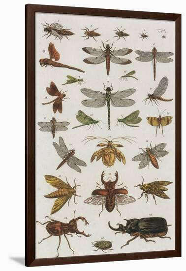 Insects, Seba's Thesaurus, 1734-Science Source-Framed Giclee Print