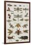 Insects, Seba's Thesaurus, 1734-Science Source-Framed Giclee Print