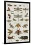 Insects, Seba's Thesaurus, 1734-Science Source-Framed Giclee Print