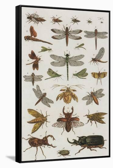 Insects, Seba's Thesaurus, 1734-Science Source-Framed Stretched Canvas