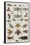 Insects, Seba's Thesaurus, 1734-Science Source-Framed Stretched Canvas