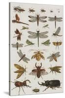 Insects, Seba's Thesaurus, 1734-Science Source-Stretched Canvas