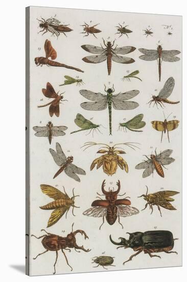 Insects, Seba's Thesaurus, 1734-Science Source-Stretched Canvas