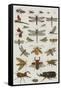 Insects, Seba's Thesaurus, 1734-Science Source-Framed Stretched Canvas