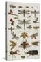 Insects, Seba's Thesaurus, 1734-Science Source-Stretched Canvas