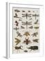 Insects, Seba's Thesaurus, 1734-Science Source-Framed Giclee Print