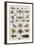 Insects, Seba's Thesaurus, 1734-Science Source-Framed Giclee Print