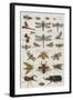 Insects, Seba's Thesaurus, 1734-Science Source-Framed Giclee Print