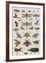 Insects, Seba's Thesaurus, 1734-Science Source-Framed Giclee Print