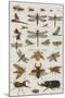 Insects, Seba's Thesaurus, 1734-Science Source-Mounted Giclee Print