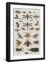 Insects, Seba's Thesaurus, 1734-Science Source-Framed Giclee Print