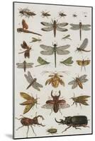 Insects, Seba's Thesaurus, 1734-Science Source-Mounted Giclee Print