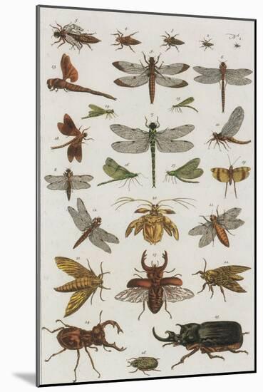 Insects, Seba's Thesaurus, 1734-Science Source-Mounted Giclee Print