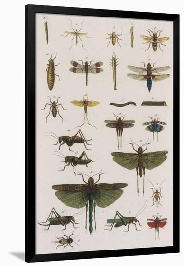 Insects, Seba's Thesaurus, 1734-Science Source-Framed Giclee Print