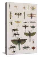 Insects, Seba's Thesaurus, 1734-Science Source-Stretched Canvas