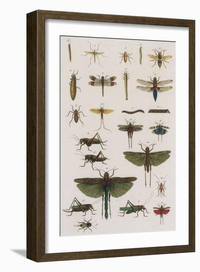 Insects, Seba's Thesaurus, 1734-Science Source-Framed Giclee Print