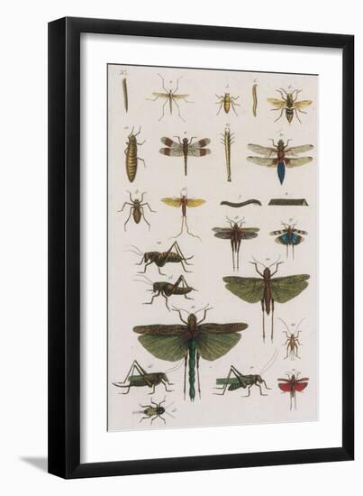 Insects, Seba's Thesaurus, 1734-Science Source-Framed Giclee Print