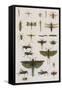 Insects, Seba's Thesaurus, 1734-Science Source-Framed Stretched Canvas