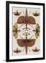 Insects, Seba's Thesaurus, 1734-Science Source-Framed Giclee Print