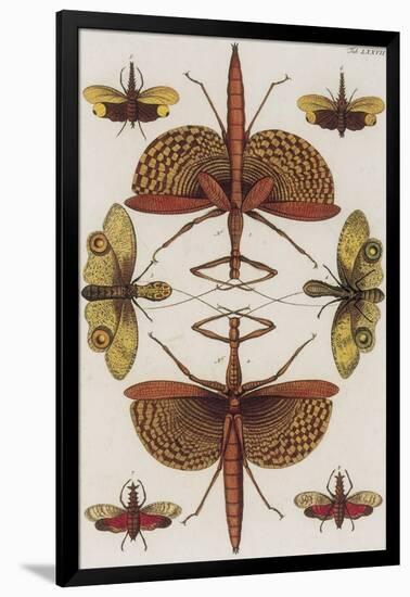 Insects, Seba's Thesaurus, 1734-Science Source-Framed Giclee Print