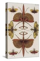 Insects, Seba's Thesaurus, 1734-Science Source-Stretched Canvas