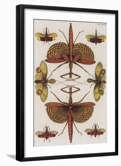 Insects, Seba's Thesaurus, 1734-Science Source-Framed Giclee Print