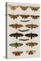 Insects, Seba's Thesaurus, 1734-Science Source-Stretched Canvas