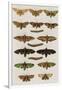 Insects, Seba's Thesaurus, 1734-Science Source-Framed Giclee Print