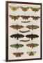 Insects, Seba's Thesaurus, 1734-Science Source-Framed Giclee Print