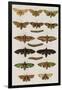 Insects, Seba's Thesaurus, 1734-Science Source-Framed Giclee Print