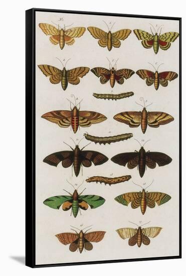 Insects, Seba's Thesaurus, 1734-Science Source-Framed Stretched Canvas