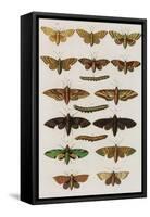 Insects, Seba's Thesaurus, 1734-Science Source-Framed Stretched Canvas