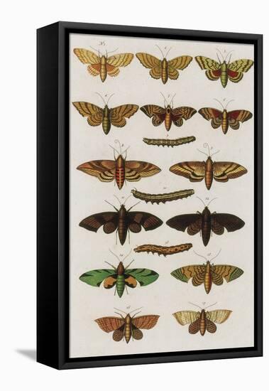 Insects, Seba's Thesaurus, 1734-Science Source-Framed Stretched Canvas