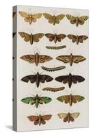 Insects, Seba's Thesaurus, 1734-Science Source-Stretched Canvas