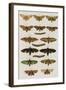 Insects, Seba's Thesaurus, 1734-Science Source-Framed Giclee Print